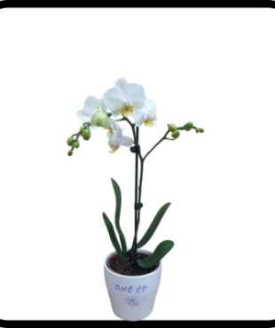 סחלב בינוני חג שמח