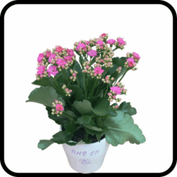 ניצנית גדולה חג שמח