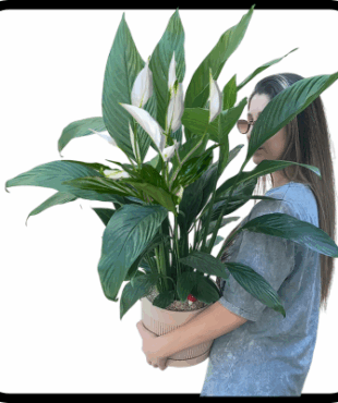 עציץ ספטיפיליום ענק