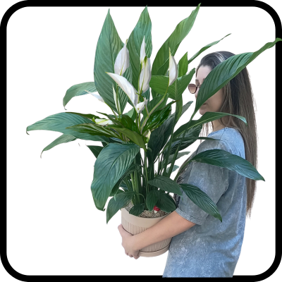 עציץ ספטיפיליום ענק