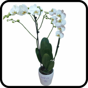 סחלב גבוה חג שמח