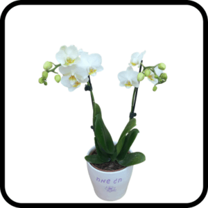 סחלב בינוני חג שמח