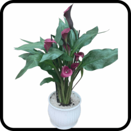 עציץ קלות מהמם