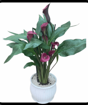 עציץ קלות מהמם