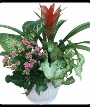 קוקטייל פורחים גדול בכלי קרמיקה