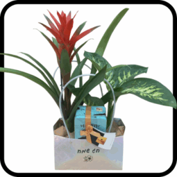 תיק עציצים ושוקולד חג שמח