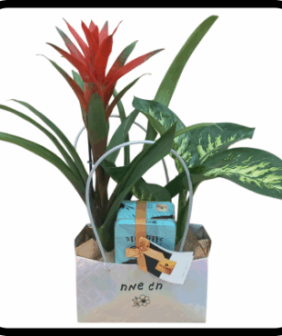 תיק עציצים ושוקולד חג שמח