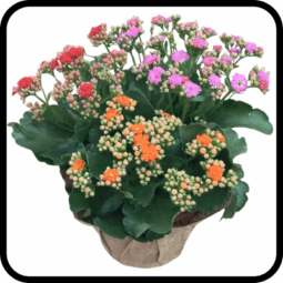 קוקטייל ניצניות