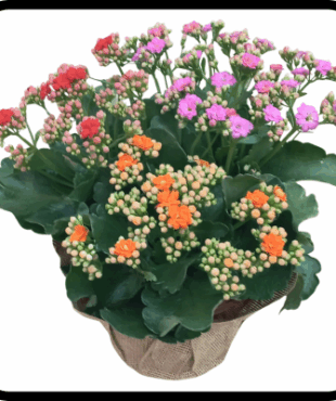 קוקטייל ניצניות