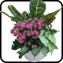 קוקטייל פורחים בינוני בכלי קרמיקה