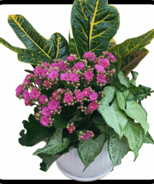 קוקטייל פורחים בינוני בכלי קרמיקה