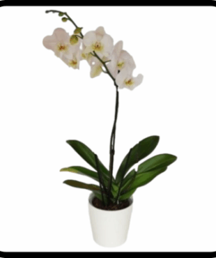 סחלב גבוה moon ענף אחד