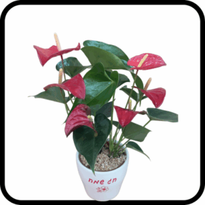 אנטוריום חג שמח