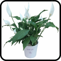 ספטיפיליום גדול חג שמח