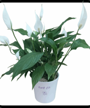 ספטיפיליום גדול חג שמח