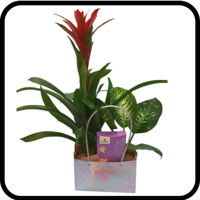 תיק עציצים ושוקולד חג שמח