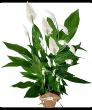 עציץ ספטיפיליום גדול