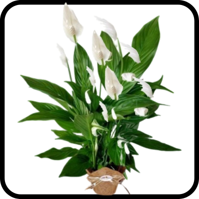 עציץ ספטיפיליום גדול