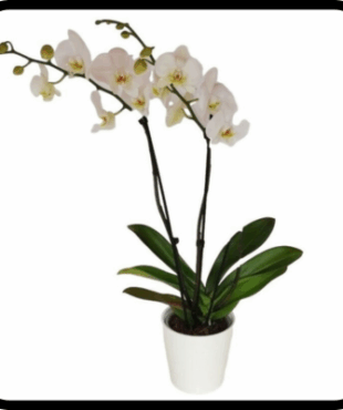 סחלב גבוה Glow שני ענפים