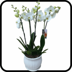 סחלב PRIMIUM לבן גבוה