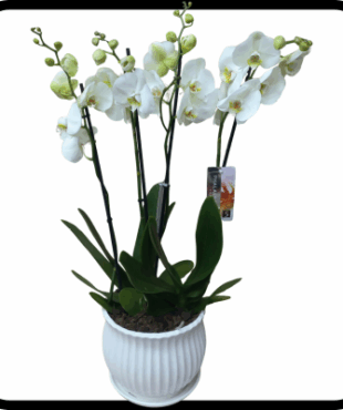 סחלב PRIMIUM לבן גבוה