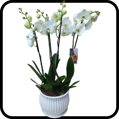 סחלב PRIMIUM לבן גבוה