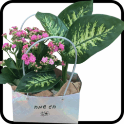 תיק אופנתי חג שמח