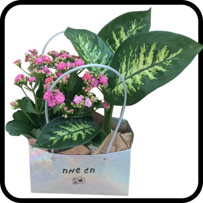 תיק אופנתי חג שמח