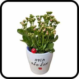 תודה מכל הלב - ניצנית גדולה