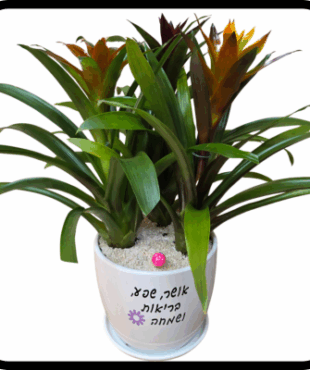 קוקטייל גוזמניות אושר, שפע בריאות ושמחה