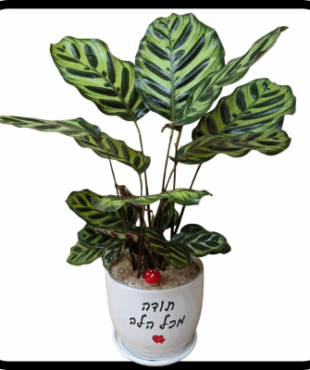 תודה מכל הלב - קלתאה