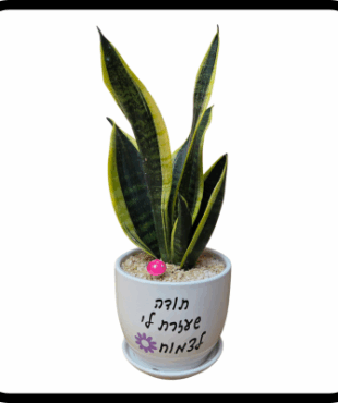 תודה שעזרת לי לצמוח - סנסיווריה