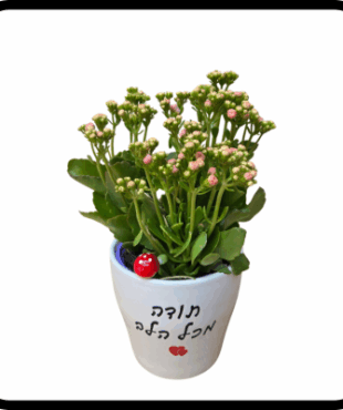 תודה מכל הלב - ניצנית גדולה