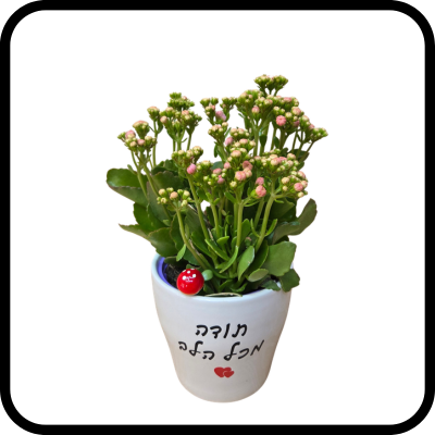 תודה מכל הלב - ניצנית גדולה