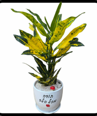 תודה מכל הלב - קרוטון