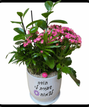 תודה שעזרת לי לצמוח - קוקטייל 3 צמחים