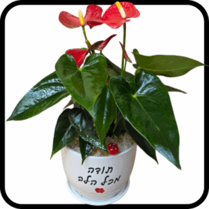 תודה מכל הלב - אנטוריום