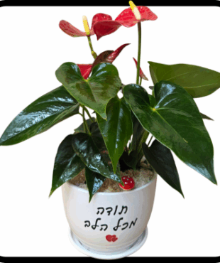 תודה מכל הלב - אנטוריום