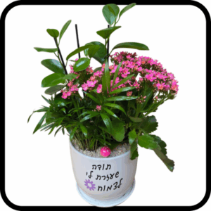 תודה שעזרת לי לצמוח - קוקטייל 3 צמחים