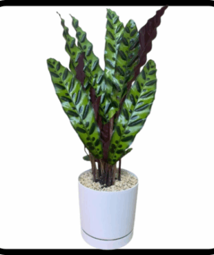 עציץ קלתאה אינסיגניס