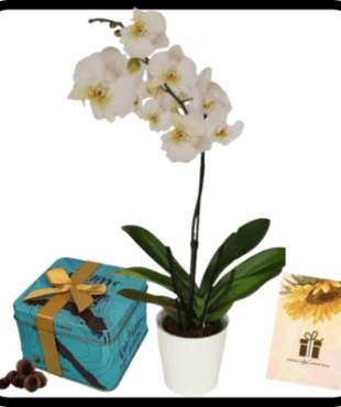 סחלב גבוה ענף 1 וסולו ליאור